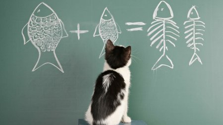 Studiul care arata ca animalele au abilitati matematice. Oamenii de stiinta au descoperit ca unele fiinte pot numara