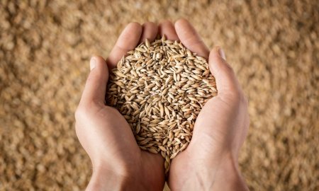 Guvernul polonez va acorda subventii de peste 500 de milioane de dolari fermierilor afectati de preturile scazute la cereale