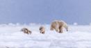 Jurnal de Nord, Canada, ziua 4: Cel mai frumos moment: o mama-urs cu doi puiuti atat de jegosi, incat ai fi zis ca-s bruni, nu polari