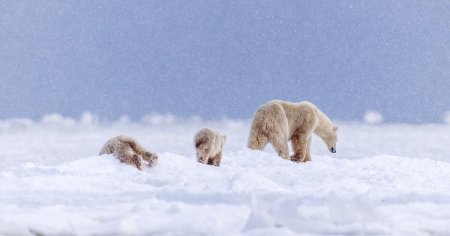 Jurnal de Nord, Canada, ziua 4: Cel mai frumos moment: o mama-urs cu doi <span style='background:#EDF514'>PUIU</span>ti atat de jegosi, incat ai fi zis ca-s bruni, nu polari