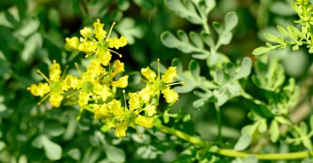 Planta frumoasa care te scapa de insecte daca stai la casa. Poate fi tinuta pe <span style='background:#EDF514'>BALC</span>on, dar si in gradina