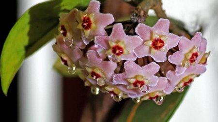 Floarea care produce mir in mod natural: Lacrima Maicii Domnului si legenda sa