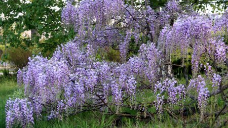 Unde sunt cele mai spectaculoase glicine in Bucuresti. Zonele cu florile care sunt uneori confundate cu <span style='background:#EDF514'>LILI</span>acul