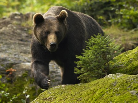 Localitate din Harghita bantuita de un urs. Animalul a venit doua zile la rand