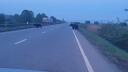 Doi ursi, filmati in timp ce traverseaza un drum national, in <span style='background:#EDF514'>JUDETUL MURES</span>. VIDEO