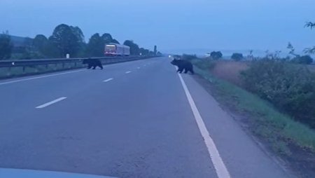 Doi ursi, <span style='background:#EDF514'>FILMA</span>ti in timp ce traverseaza un drum national, in judetul Mures. VIDEO
