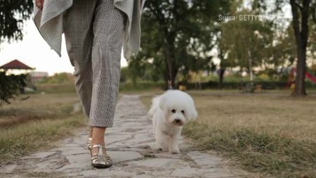 Care sunt cele mai populare rase de caini din Romania. Rex, Max, Bobita si Bella, cele mai comune nume