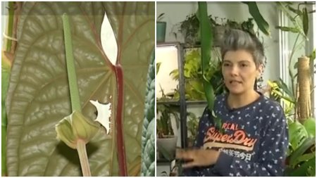 O femeie din Bucuresti si-a transformat <span style='background:#EDF514'>APARTA</span>mentul intr-o gradina botanica. Are peste 500 de ghivece
