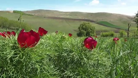 Au inflorit bujorii in <span style='background:#EDF514'>REZERVA</span>tia de la Zau de Campie. Zeci de turisti au mers sa admire florile. Sunt superbe