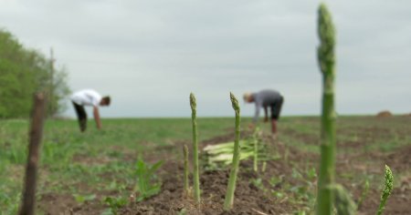 Recoltarea sparanghelului, gra<span style='background:#EDF514'>BITA</span> de caldura nefireasca. Este prima leguma din Romania cultivata in camp care se culege primavara