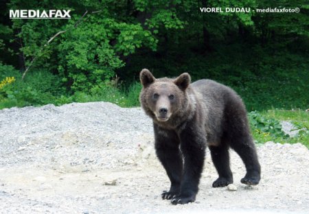 O persoana a fost <span style='background:#EDF514'>ATACAT</span>a de un urs in apropierea Barajului Vidraru