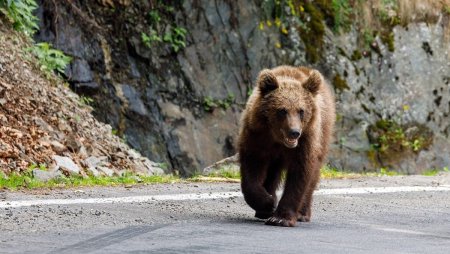 O femeie de 72 de ani, turista straina, a fost atacata si muscata de urs in zona barajului de la Vidraru