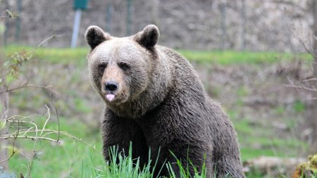 Atentie, turisti! O femeie a fost atacata de un urs, in apropierea Barajului Vidraru