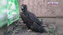 Un vultur negru a fost gasit impuscat in Romania. A disparut de la noi acum aproximativ 100 de ani