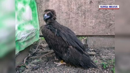 Un vultur negru a fost gasit im<span style='background:#EDF514'>PUSCA</span>t in Romania. A disparut de la noi acum aproximativ 100 de ani