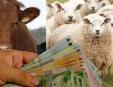 APIA si AFIR au platit fermierilor aproape 28 milioane de euro, in patru zile