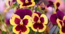 Istoria panselutei: Era considerata o <span style='background:#EDF514'>BURUIANA</span>, insa acum e una dintre cele mai cultivate flori