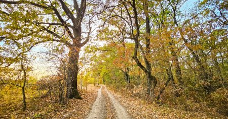 Padurile din jurul Capitalei vor fi protejate. Unda verde pentru Centura Verde Bucuresti-Ilfov. 