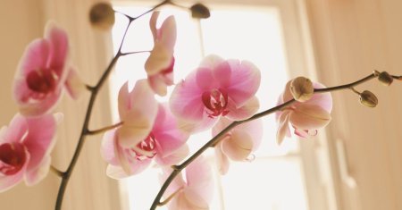 Cu ce trebuie sa uzi orhideele la 15 zile pentru a inflori pe tot p<span style='background:#EDF514'>ARCU</span>rsul anului. Amestecul banal cu efecte uimitoare