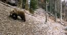 Ursii din Muntii Retezat au iesit din hibernare. Imagini inedite surprinse in parcul national VIDEO