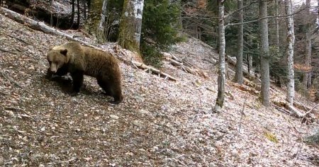 Ursii din Muntii <span style='background:#EDF514'>RETEZAT</span> au iesit din hibernare. Imagini inedite surprinse in parcul national VIDEO