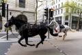 Doi cai au scapat de sub control in centrul Londrei. Unul dintre ei a lovit un taxi