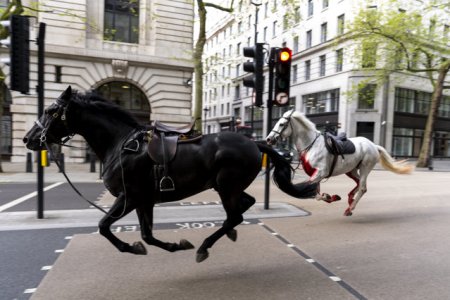 Doi cai au scapat de sub control in centrul Londrei. Unul dintre ei a lovit <span style='background:#EDF514'>UN TAXI</span>