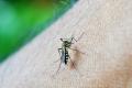 Franta: Un val de febra dengue, cu putin inainte JO