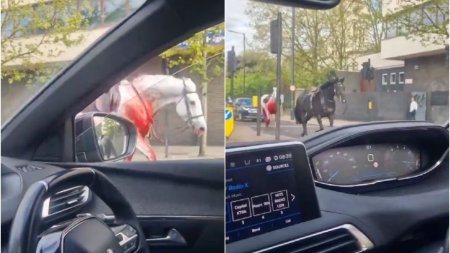 Doi cai au scapat in <span style='background:#EDF514'>TRAFICUL</span> din centrul Londrei si au provocat haos. Autoritatile confirma mai multi raniti