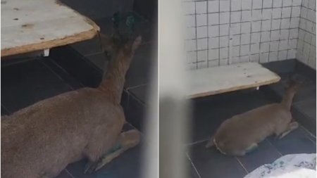 O caprioara a ajuns pe Faleza Dunarii, in Galati. Animalul a suferit cateva rani