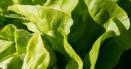 Cu ce trebuie sa stropesti salata verde din gr<span style='background:#EDF514'>ADINA</span>, ca s-o feresti de gandaci si alti daunatori. Trucurile stiute doar de gr<span style='background:#EDF514'>ADINA</span>rii cu experienta