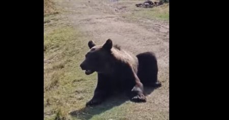 Doi ursi au fost filmati in timp ce se plimbau agale pe o ulita din <span style='background:#EDF514'>STATIUNE</span>a turistica Baia de Fier, din Gorj VIDEO