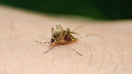 Semnal de alarma: Bolile transmise de tantari, malaria si febra dengue, se inmultesc in Europa din cauza incalzirii globale