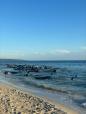 Peste 100 de balene pilot au esuat in Australia de Vest