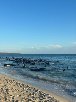 Peste 100 de balene pilot au esuat in Australia de Vest