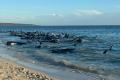 <span style='background:#EDF514'>OPERAT</span>iune ampla de salvare a peste 100 de balene pilot esuate pe o plaja din Australia