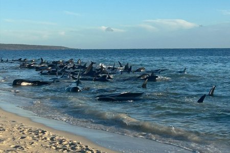 <span style='background:#EDF514'>OPERAT</span>iune ampla de salvare a peste 100 de balene pilot esuate pe o plaja din Australia