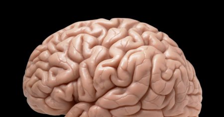 Creierul uman poate deveni mai mare in timp. Ce au descoperit cercetatorii