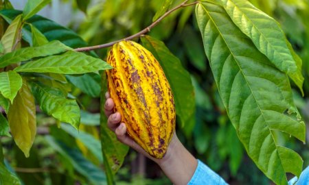 Explozia preturilor la cacao a impulsionat Ecua<span style='background:#EDF514'>DORU</span>l sa isi majoreze productia
