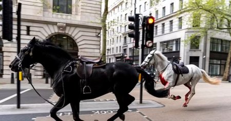 Doi dintre caii <span style='background:#EDF514'>SCAPA</span>ti de sub control in centrul Londrei sunt in stare grava. De la ce s-au speriat animalele