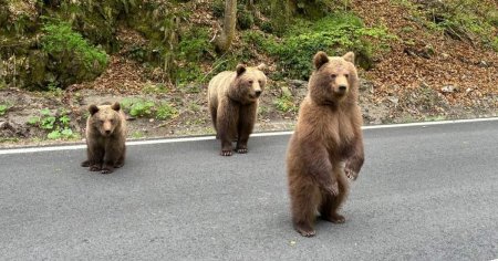 Reactie palida a autoritatilor: turista muscata de urs la Vidraru a primit doar avertisment verbal. Am vrut sa fac o poza