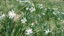 Locul de poveste din Romania. Florile din Poiana Narciselor au inflorit mai de<span style='background:#EDF514'>VREME</span>