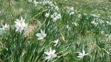 Locul de poveste din <span style='background:#EDF514'>ROMANIA</span>. Florile din Poiana Narciselor au inflorit mai devreme