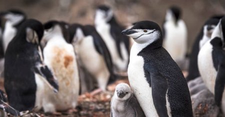 Legenda penajului pinguinilor. De ce acesta este alb-negru