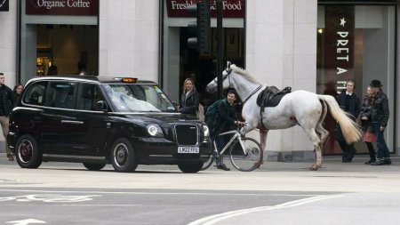 Starea in care se afla unul dintre caii scapati de sub control in centrul Londrei. Ce s-a intamplat cu ani<span style='background:#EDF514'>MALE</span>le