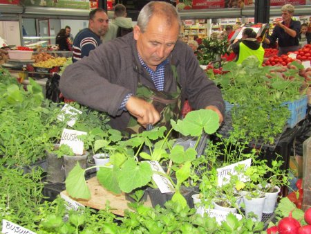 Vremea rasadurilor de legume: preturi bune, oferta bogata, sfaturi pe gratis