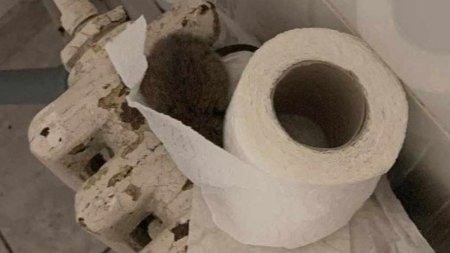 Imagini socante surprinse de o asistenta medicala | Un sobolan a fost descoperit intr-o toaleta din cadrul Spitalului <span style='background:#EDF514'>SFANTU</span>l Spiridon din Iasi