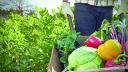 In peste 40% din legumele romanesti sunt urme de pesticide. Mararul, salata si rosiile, cele mai tratate. Le mai consumam sau nu?