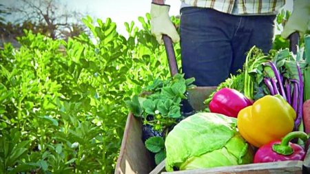 In <span style='background:#EDF514'>PESTE</span> 40% din legumele romanesti sunt urme de pesticide. Mararul, salata si rosiile, cele mai tratate. Le mai consumam sau nu?
