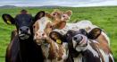 Gripa aviara la vaci se ra<span style='background:#EDF514'>SPAN</span>deste rapid in Statele Unite ale Americii. Care este pericolul pentru Europa
